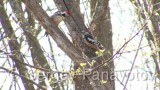 Video of Middle Spotted Woodpecker - Middle Spotted Woodpecker in nest period